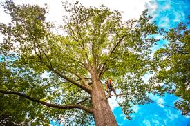 Best Tree and Shrub Care  in Iselin, NJ