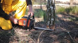 Best Fruit Tree Pruning  in Iselin, NJ