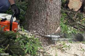 Best Lawn Pest Prevention  in Iselin, NJ