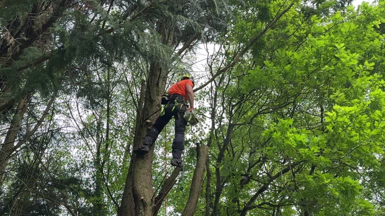 Professional Tree Removal in Iselin, NJ