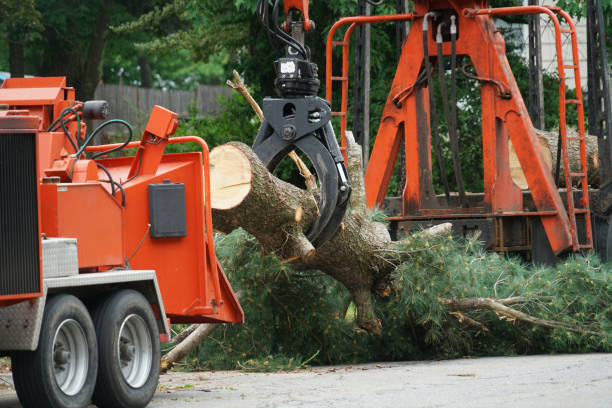 Best Stump Grinding and Removal  in Iselin, NJ