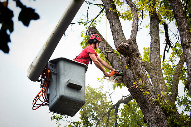 Best Tree Preservation Services  in Iselin, NJ