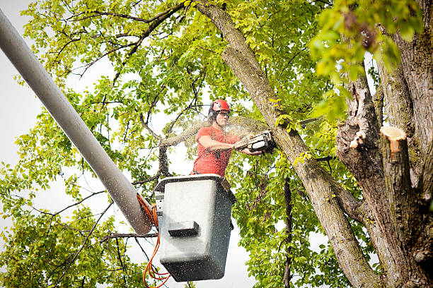 Best Tree Mulching  in Iselin, NJ
