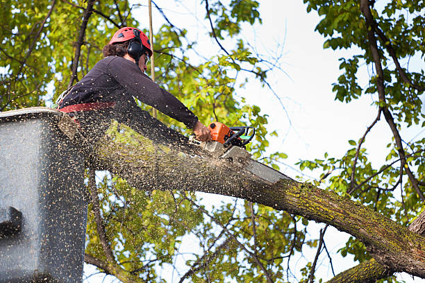 Best Firewood Processing and Delivery  in Iselin, NJ