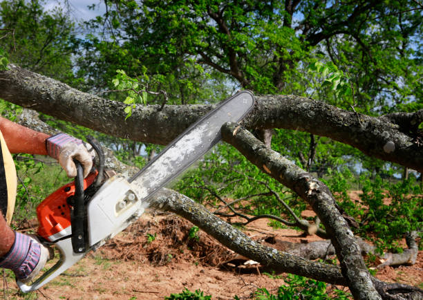 Best Tree Health Inspection  in Iselin, NJ